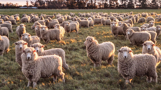 BOTALLOW Awarded Ārohia Evidence Grant and Launches Premium Cosmetic Grade Lamb Tallow Samples